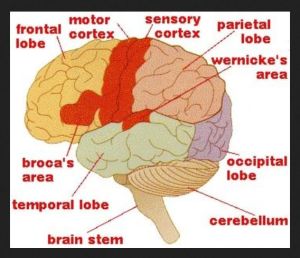 An image showing the human brain, labelling the different areas, such as frontal lobe, motor cortex, etc.